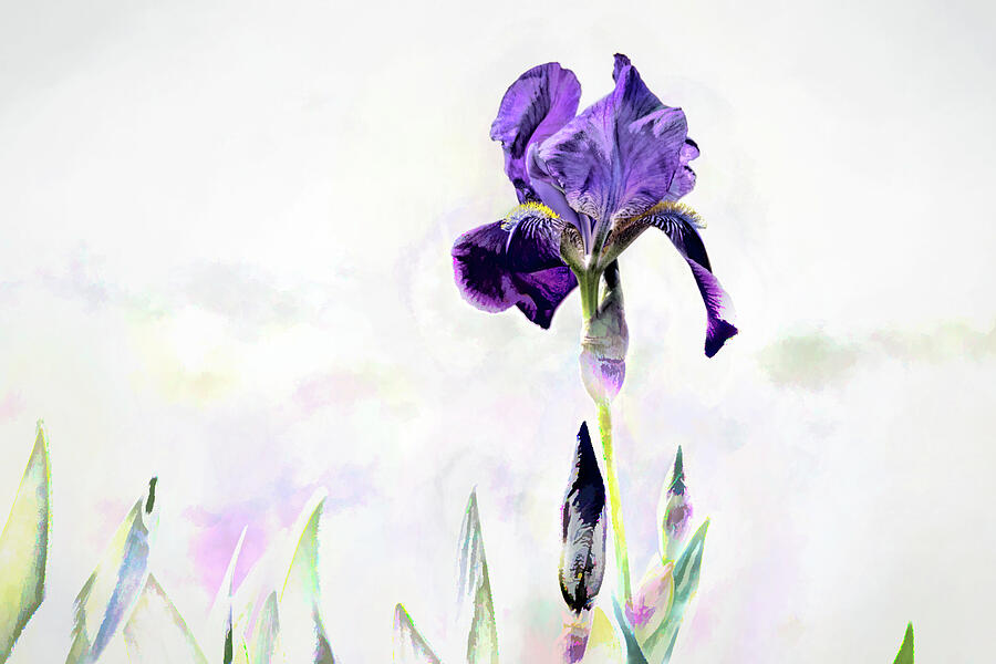 Purple Iris Impression Photograph