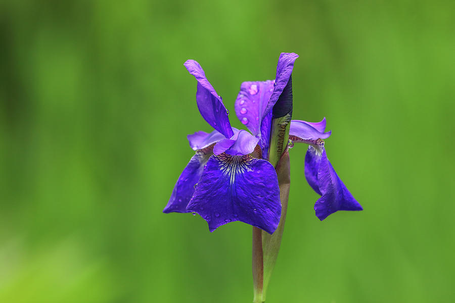 Purple Iris in Floral Bloom Photograph by Juergen Roth