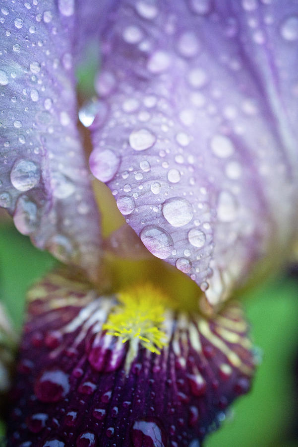 Purple Iris In Rain Photograph