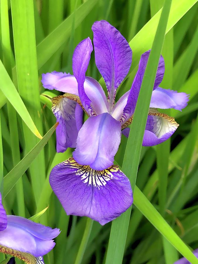 Purple Iris in the Green Grass Photograph by Lisa Pearlman