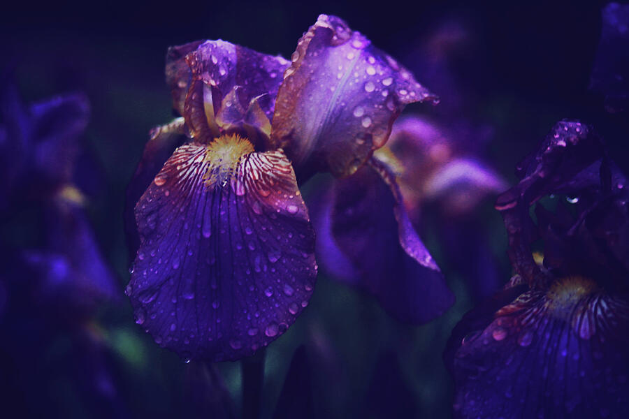 Purple Iris in the Rain Photograph by Toni Hopper