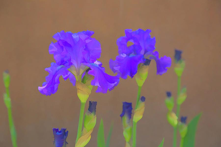 Purple Iris Digital Art by JBK Photo Art