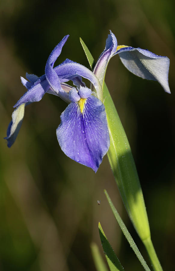 Purple Iris Photograph by Jim Miller