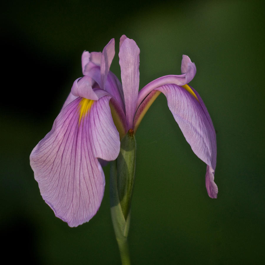 Purple Iris June 2021 - 2 Photograph by Richard Cummings