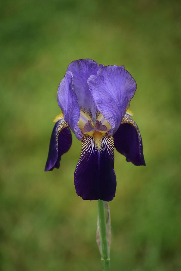Purple Iris Photograph by Kelley Nelson