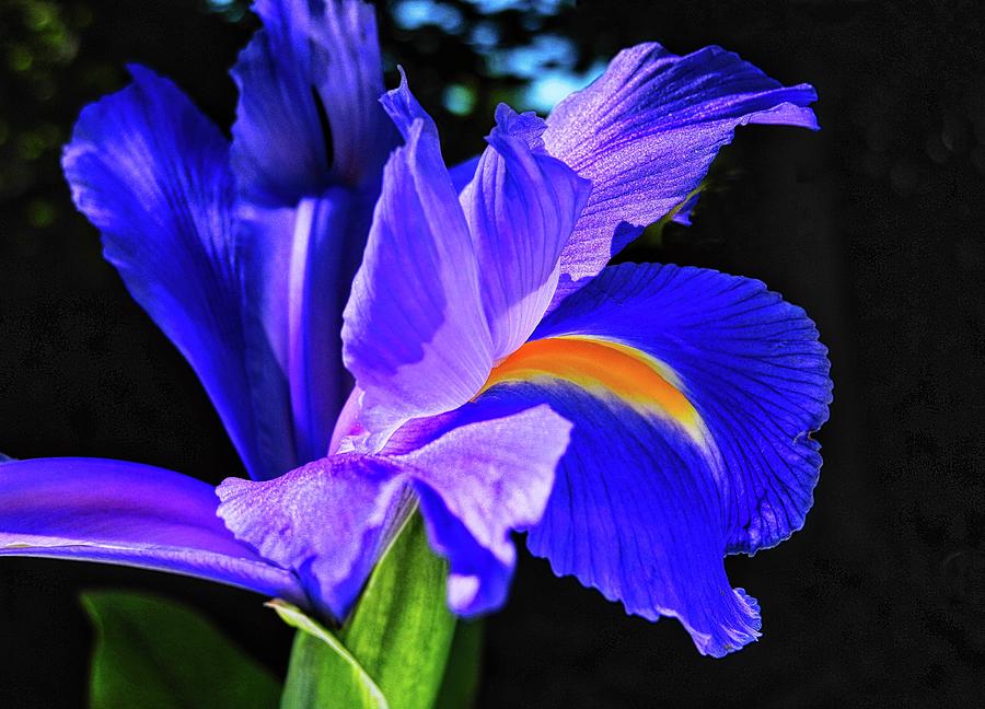 Purple Iris  Photograph by Kirsten Giving
