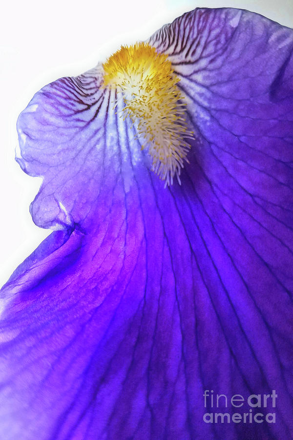 Iris Photograph - Purple Iris by Lauren Leigh Hunter Fine Art Photography