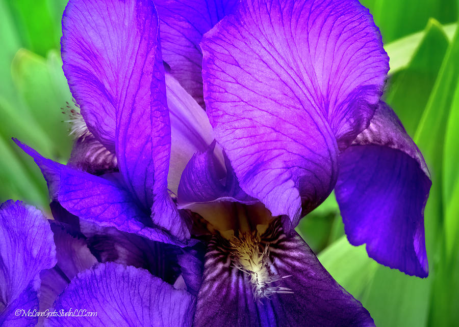 Purple Iris Photograph by LeeAnn McLaneGoetz McLaneGoetzStudioLLCcom