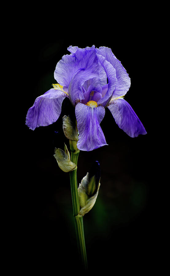 Purple Iris II Photograph by Len Bomba