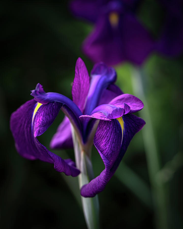 Purple Iris Photograph by Lily Malor
