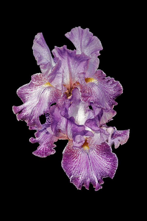 Purple Iris - Low Key Photograph by Mark Braun
