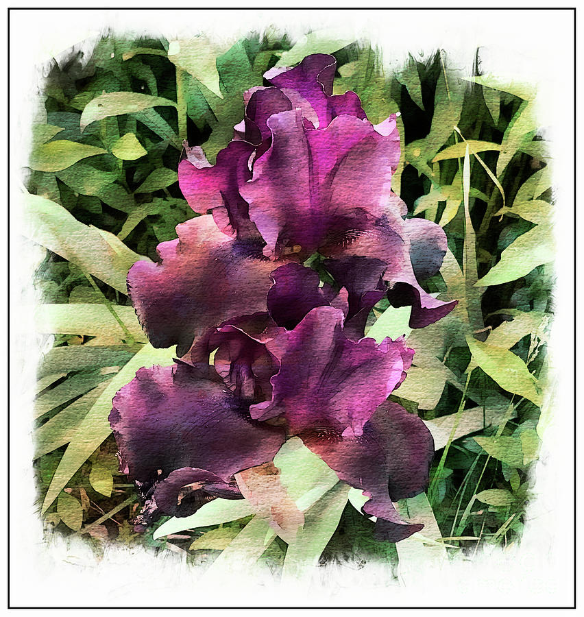 Purple Iris  Photograph by Luther Fine Art