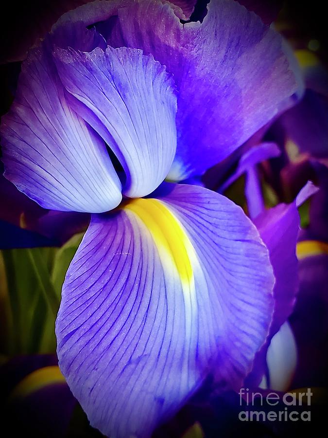 Purple Iris Macro Photograph by Jeannie Rhode