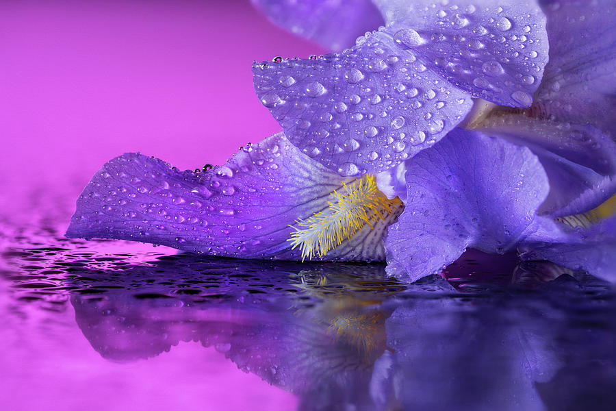 Purple Iris Macro Photograph by John Rogers