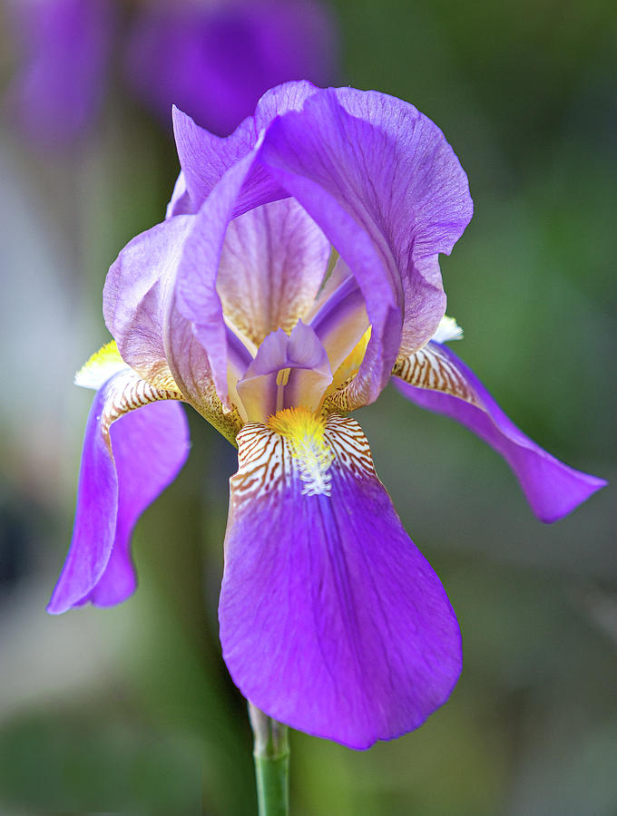 Purple Iris Photograph by Mark Chandler