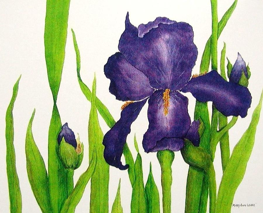 Purple Iris Painting By Mary Ann Leake - Fine Art America