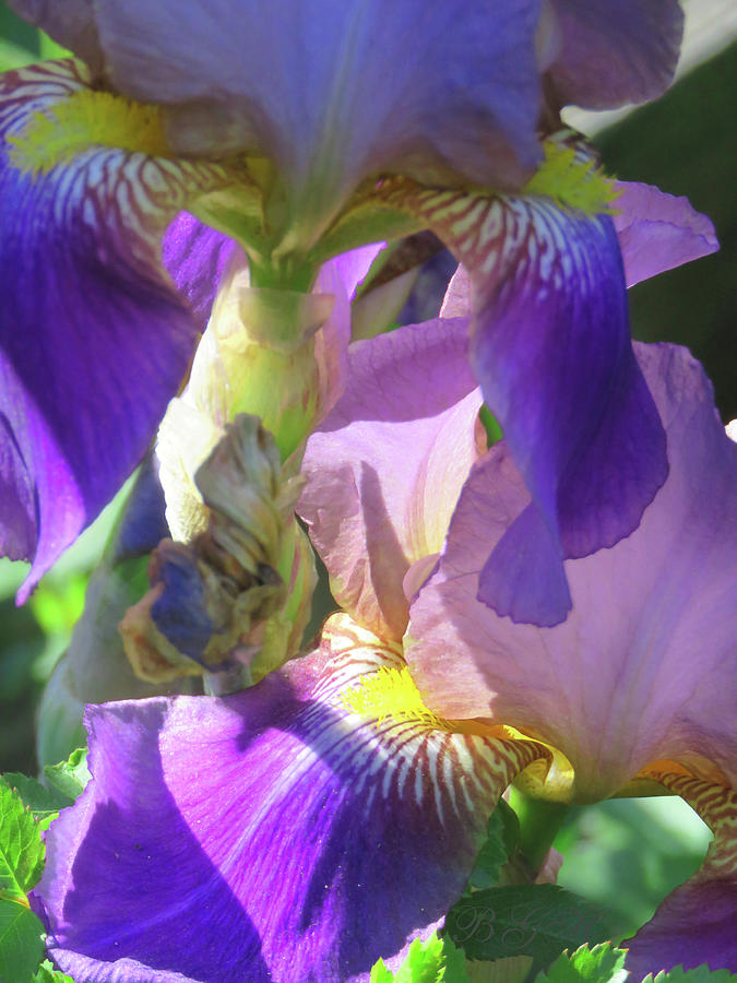 Purple Iris Medley - Floral Photographic Art - Flowers From Our Gardens Photograph by Brooks Garten Hauschild