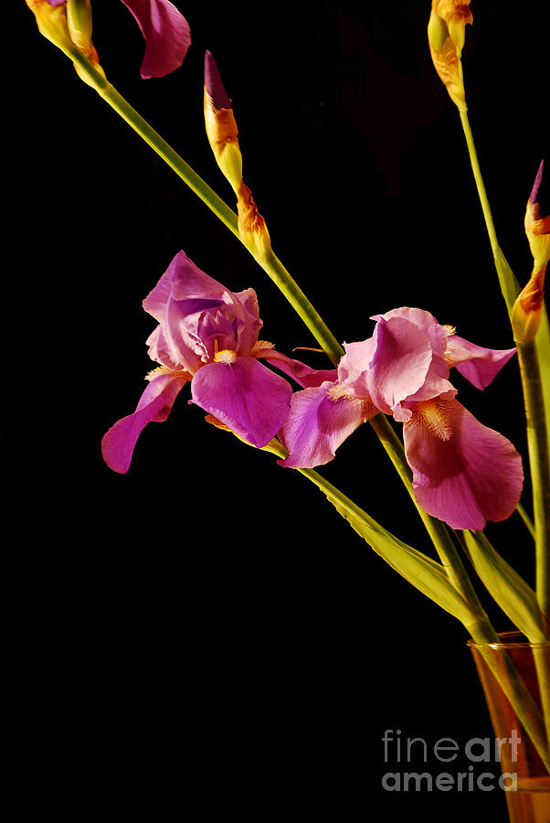 Purple Iris Photograph by Nancy Bradley