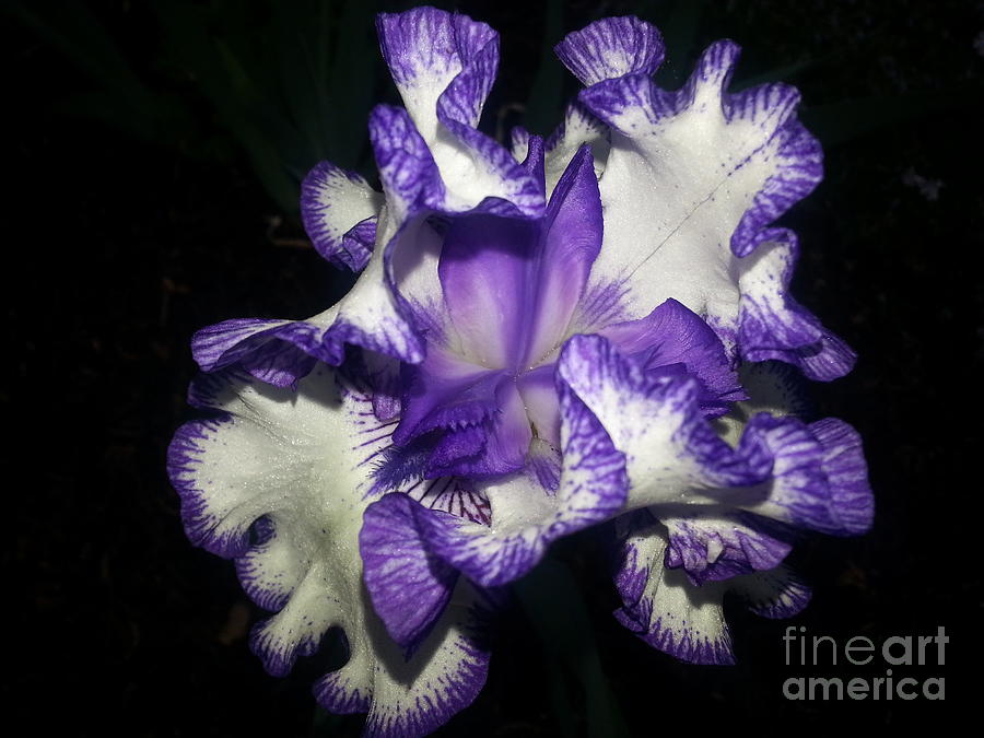 Purple Iris on Black Photograph by Dolores Deal