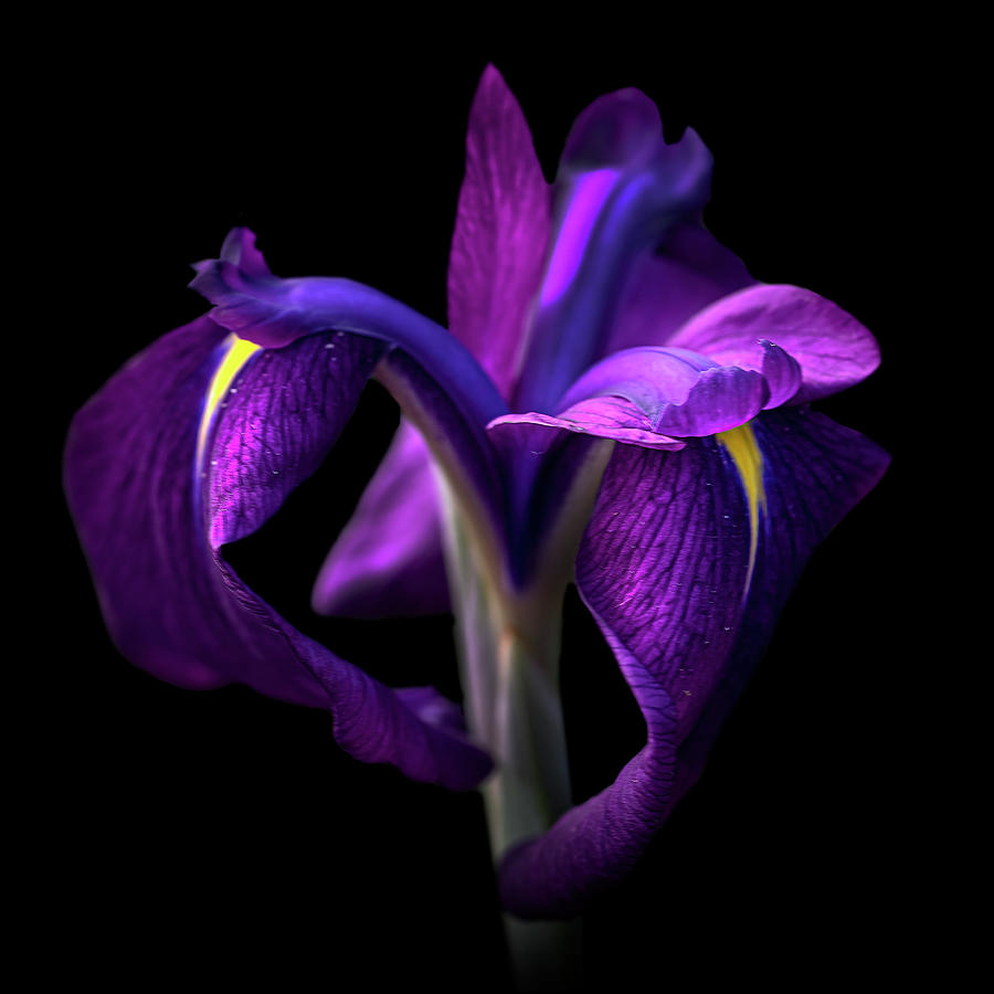 Purple Iris on Black Photograph by Lily Malor