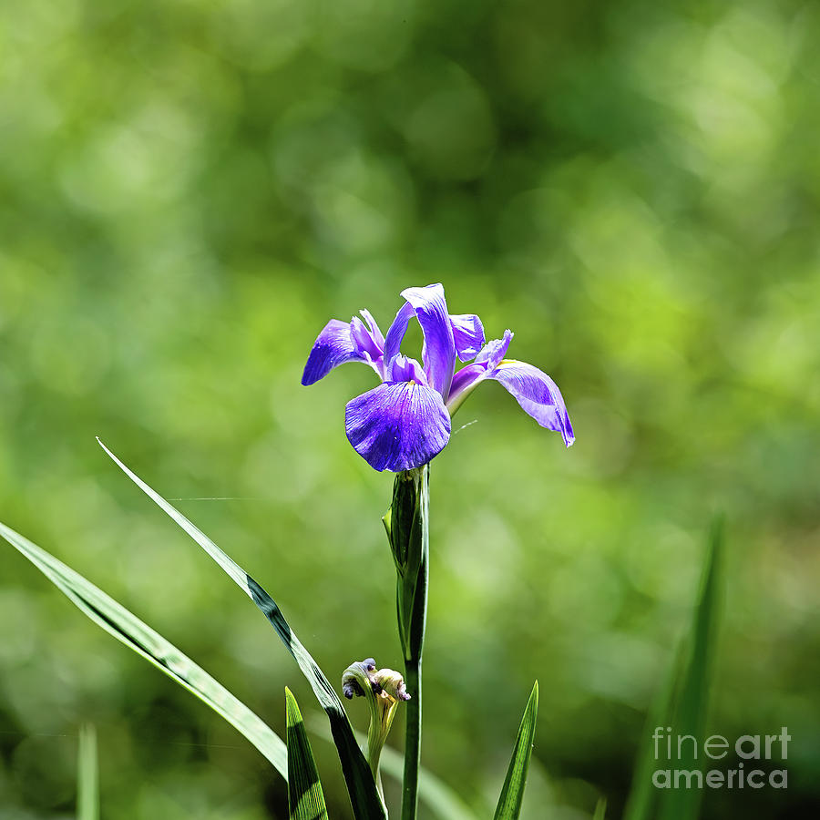 Nature Photograph - Purple Iris on the Bayou - square by Scott Pellegrin