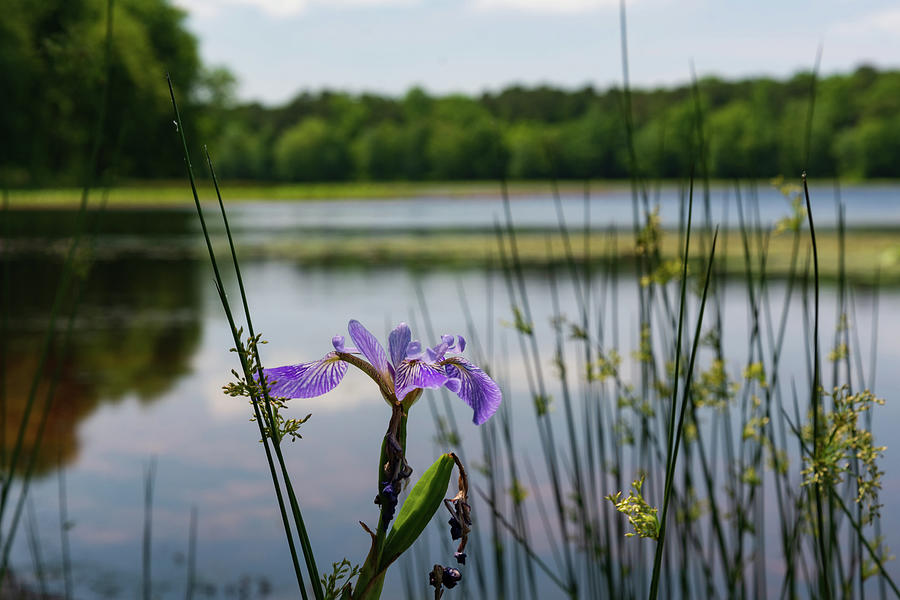 Purple Iris On The Shore Photograph by Liz Albro