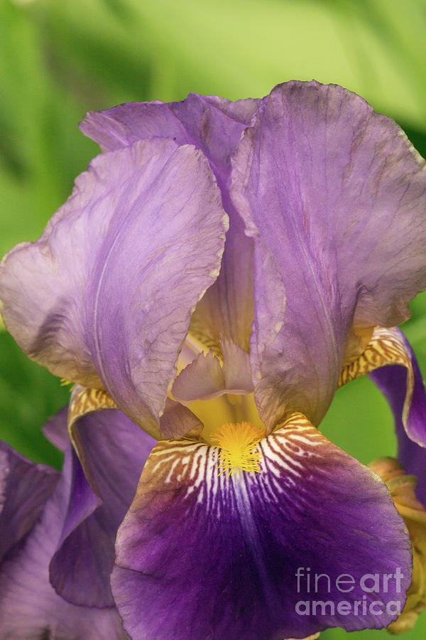 Iris Photograph - Purple Iris Opening by Nancy Gleason