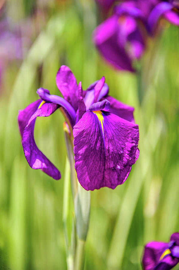 Purple Iris or Blue Flag Photograph by James C Richardson