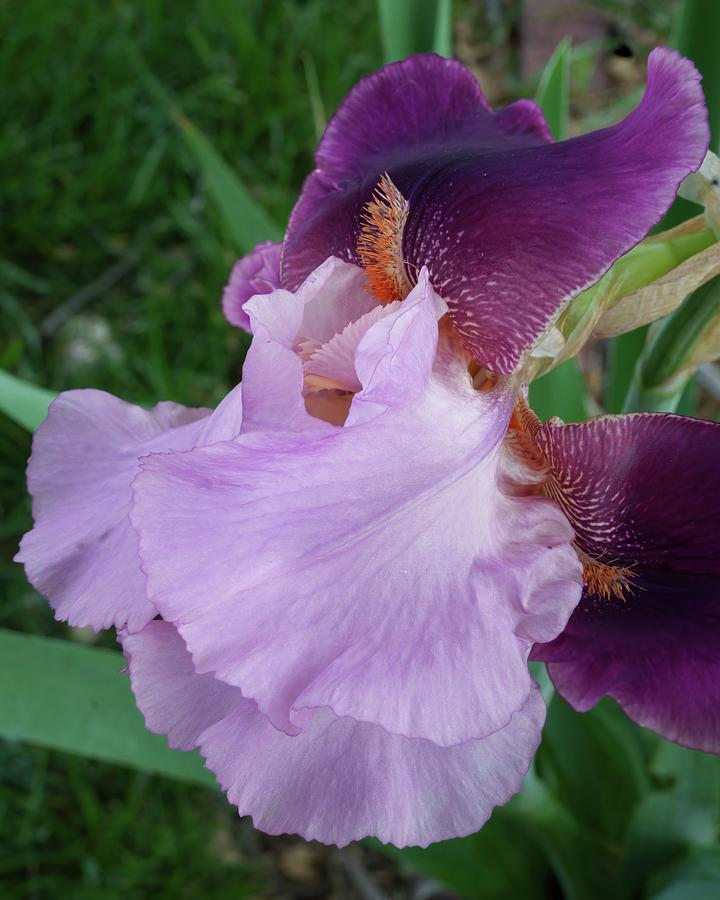 Purple Iris overview Photograph by David Coblitz