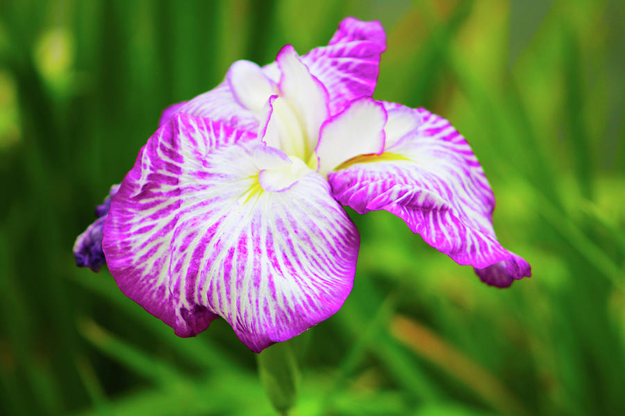Purple Iris Passion Photograph by Marcus Jones