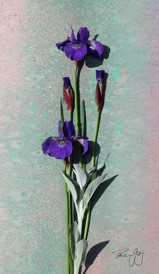 Purple Iris Photograph by Paul Gaj