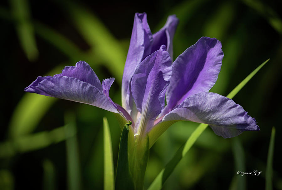 Purple Iris Perfection Photograph by Suzanne Gaff