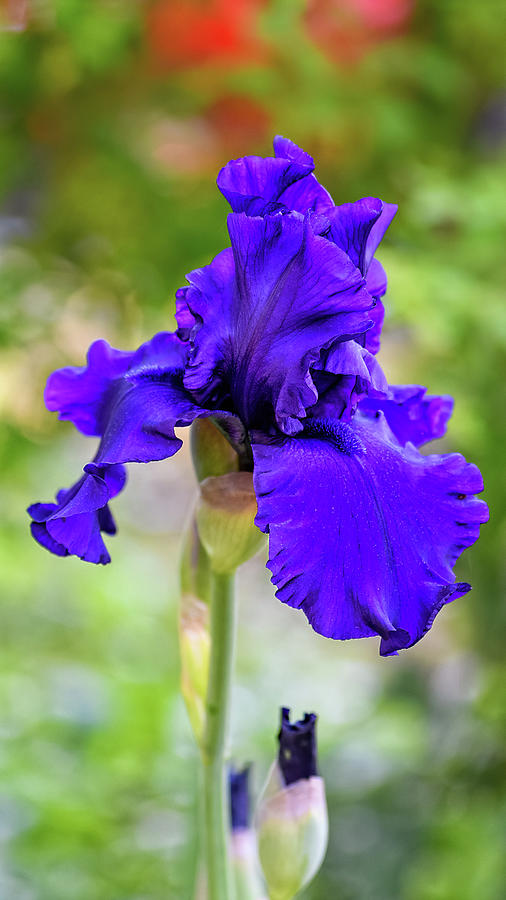 Purple Iris Portrait Photograph by Fon Denton