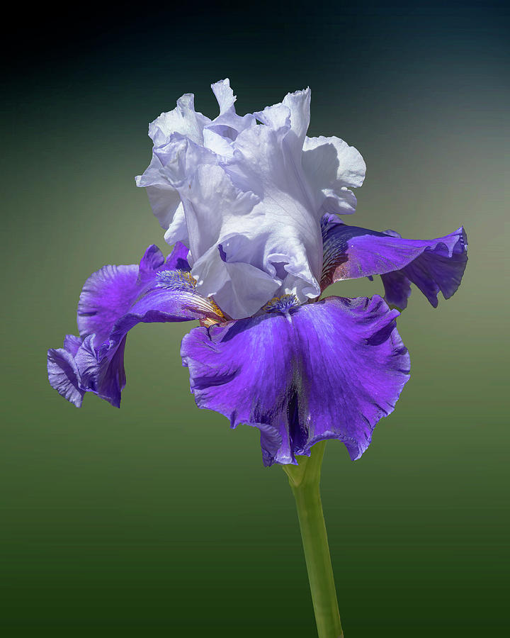 Purple Iris Portrait Photograph by Lowell Monke