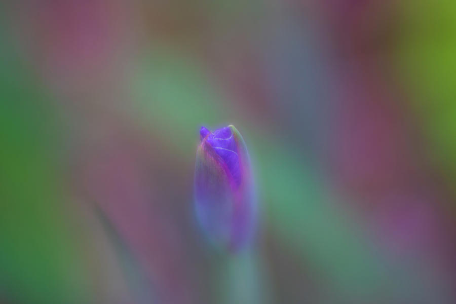 Purple Iris Rainbow Photograph by Liz Albro