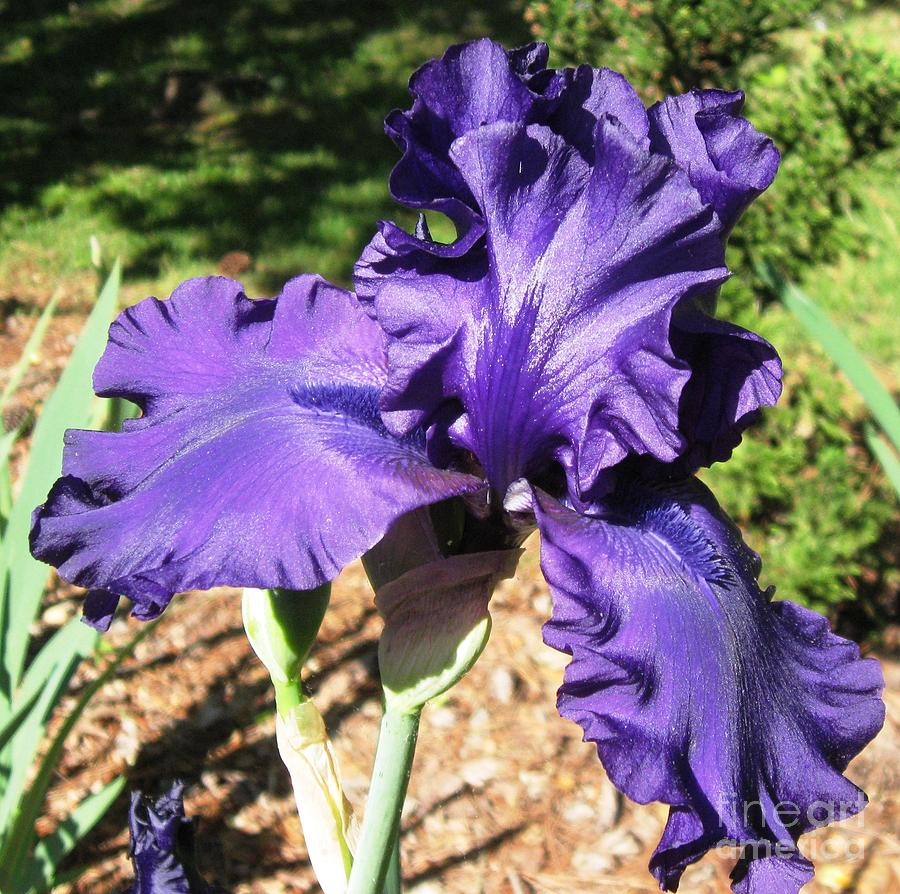 Purple Iris -- Raleigh NC  Photograph by Catherine Ludwig Donleycott