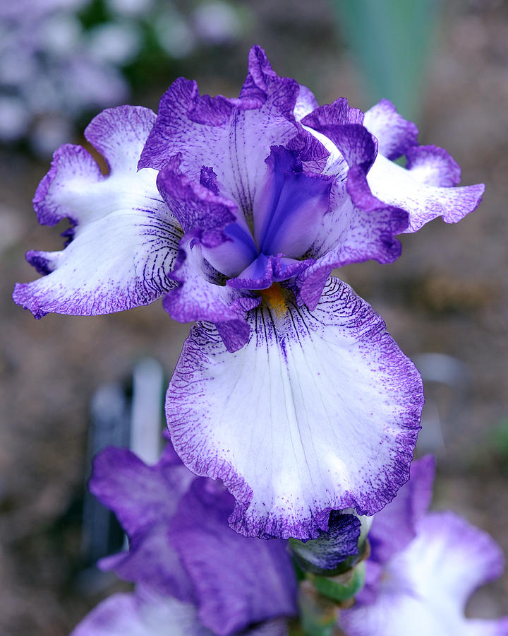 Purple Iris Photograph by Raluca Sisu - Fine Art America