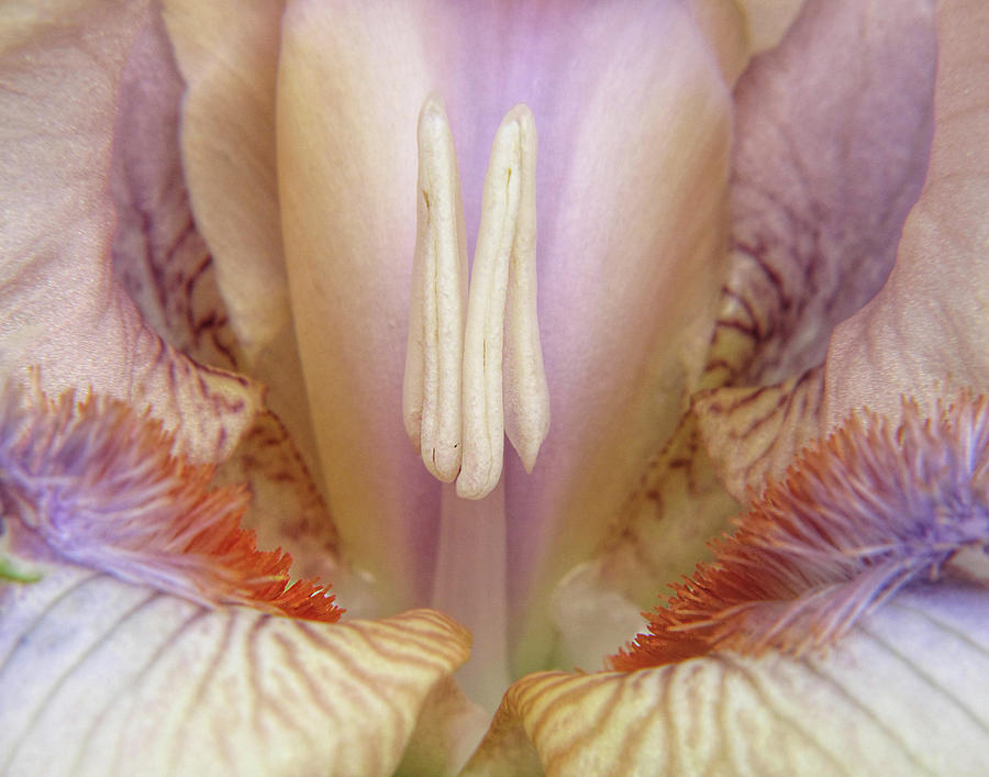 Purple Iris Really Close Photograph by David and Carol Kelly