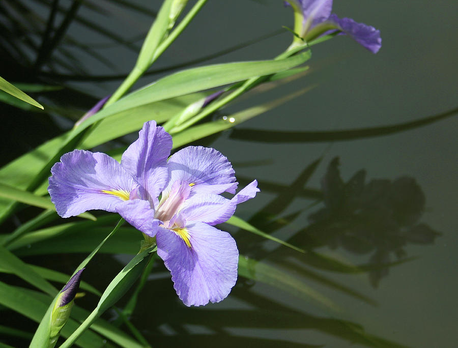 Purple Iris Reflection Photograph