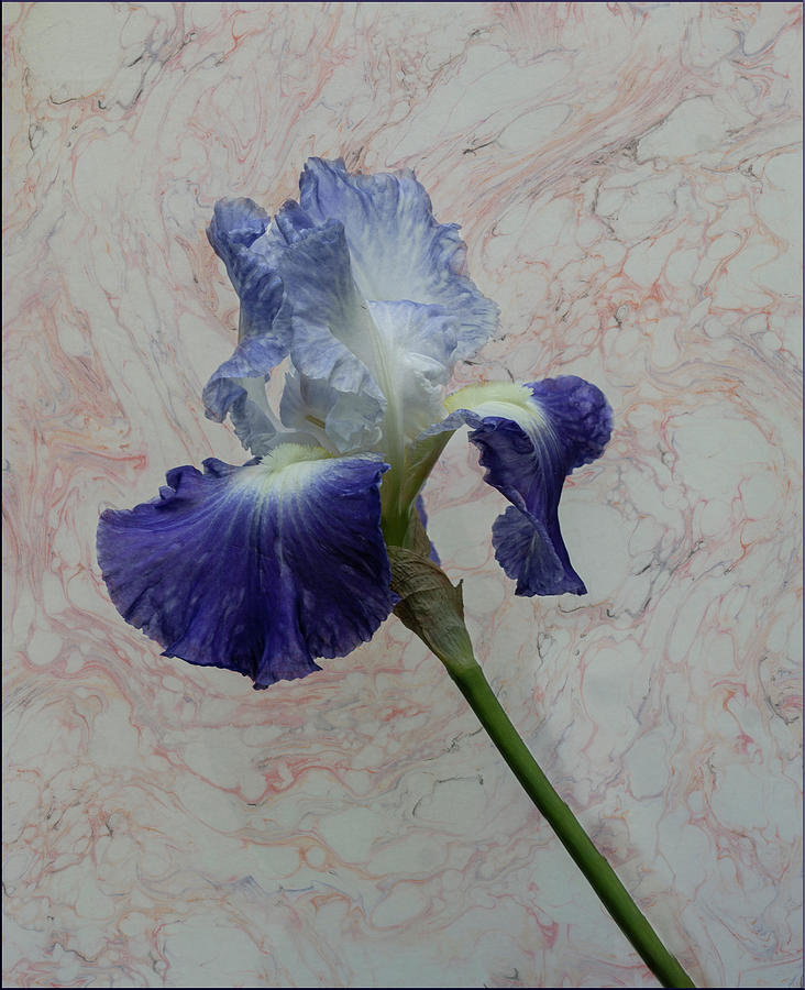 Purple Iris Photograph by Roni Chastain