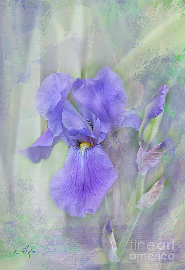 Nature Photograph - Purple Iris by Rosanna Life