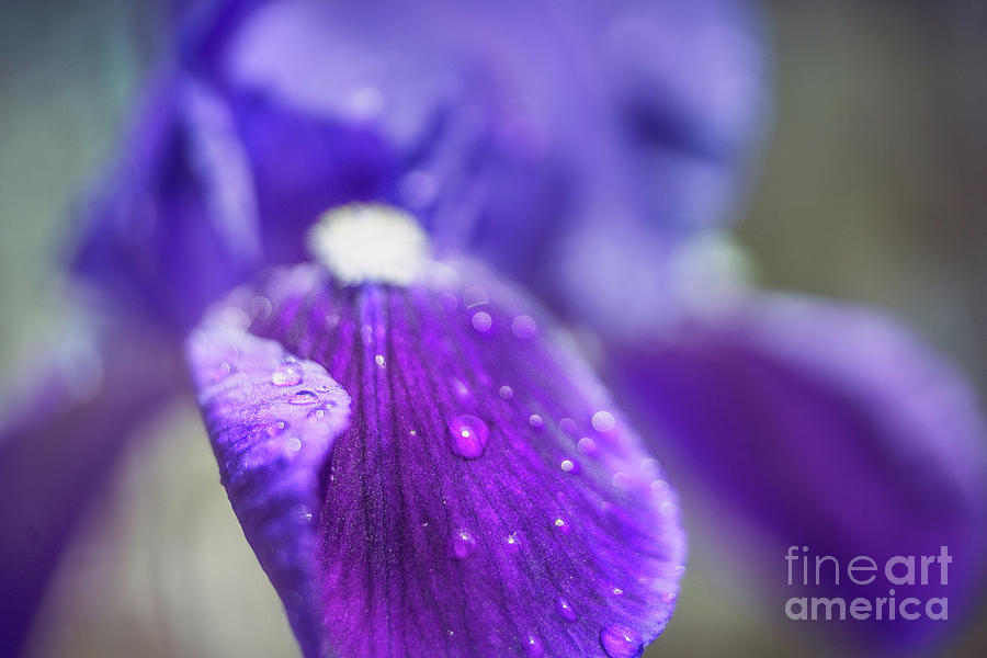 Purple Iris Photograph by Sally Simon