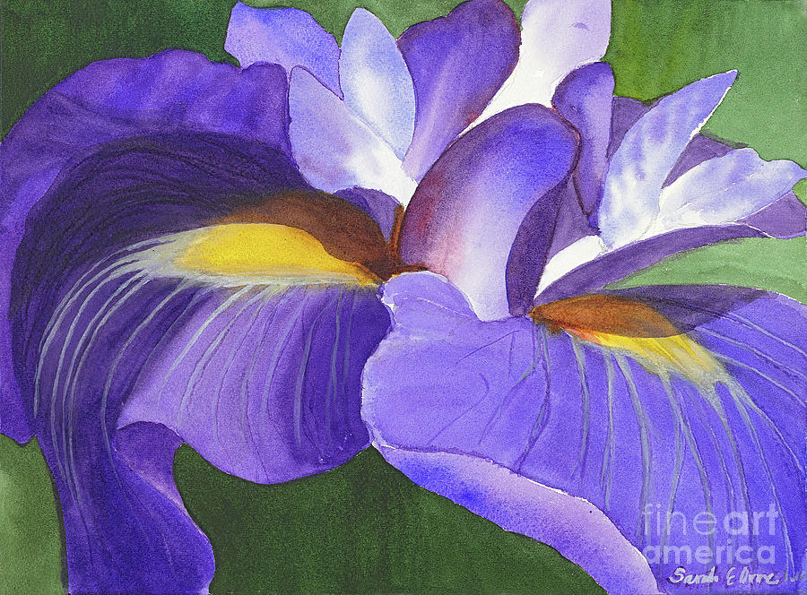 Iris Painting - Purple iris by Sarah Orre