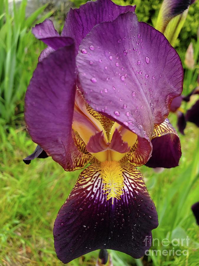 Purple Iris Photograph by Serbennia Davis