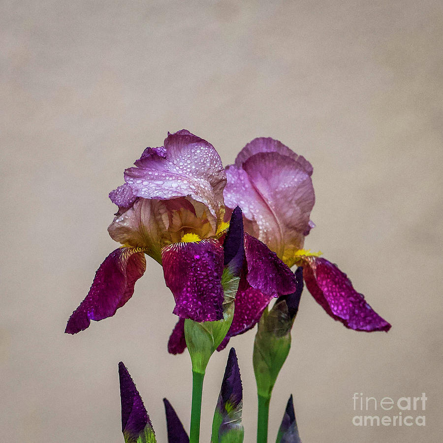 Purple Iris Photograph by Shirley Dutchkowski