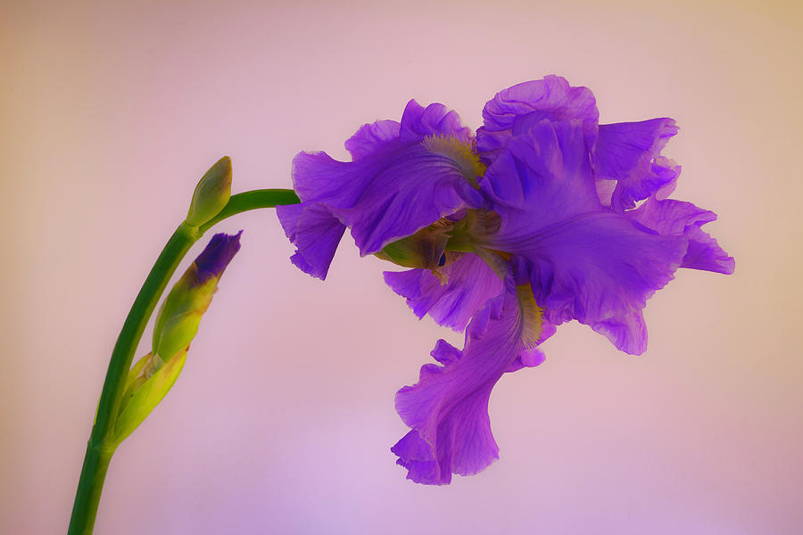 Purple Iris Sideways Photograph by Lindsay Thomson
