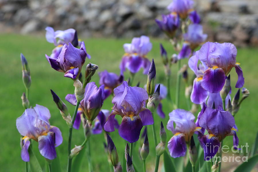 Purple Iris Standouts Photograph by Carol Groenen