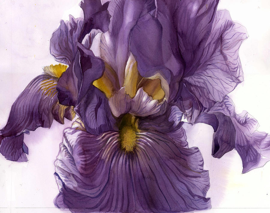 Purple Iris Watercolor Floral Painting by Alfred Ng