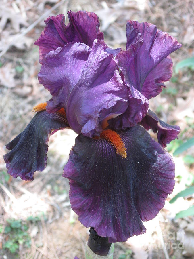Purple Iris with Orange Beard -- Raleigh NC  Photograph by Catherine Ludwig Donleycott
