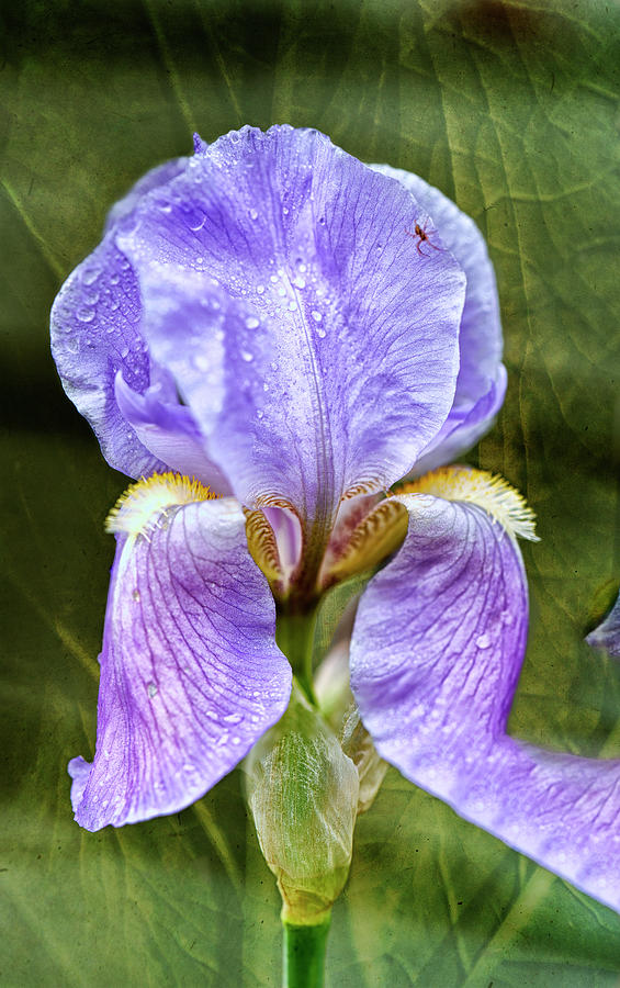 Purple Iris With Spider Photograph By Denzil Ernstzen - Fine Art America